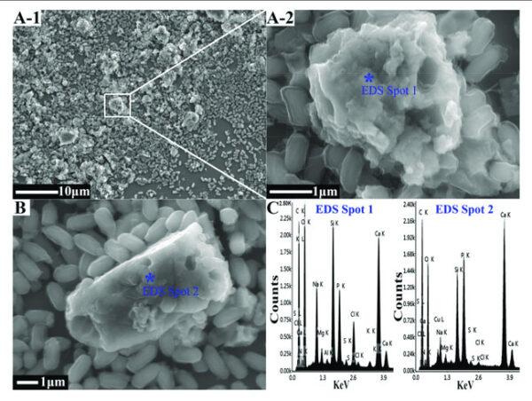 The FESEM EDS analysis of biogenic CaCO 3 A B The FESEM images of the biogenic CaCO